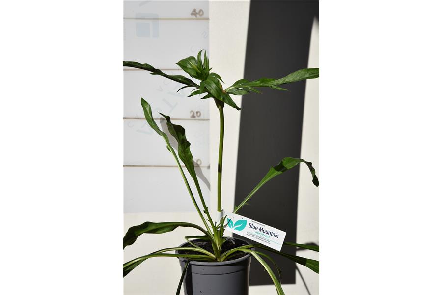 Scabiosa caucasica Fama White