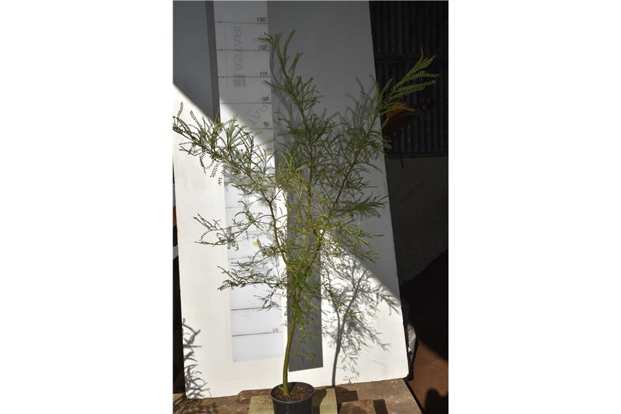 Sophora molloyi Ex Sawmill Garden