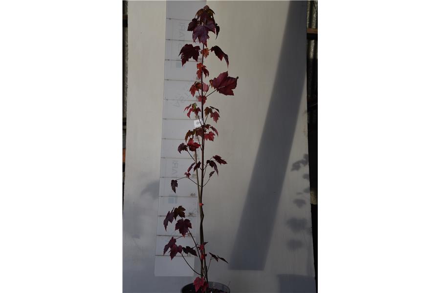 Acer