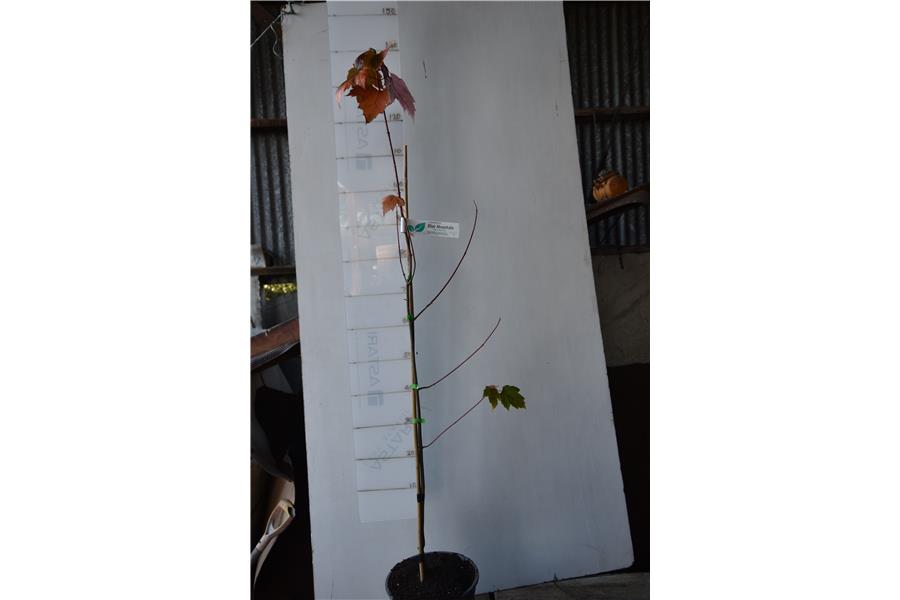 Acer x freemanii Armstrong