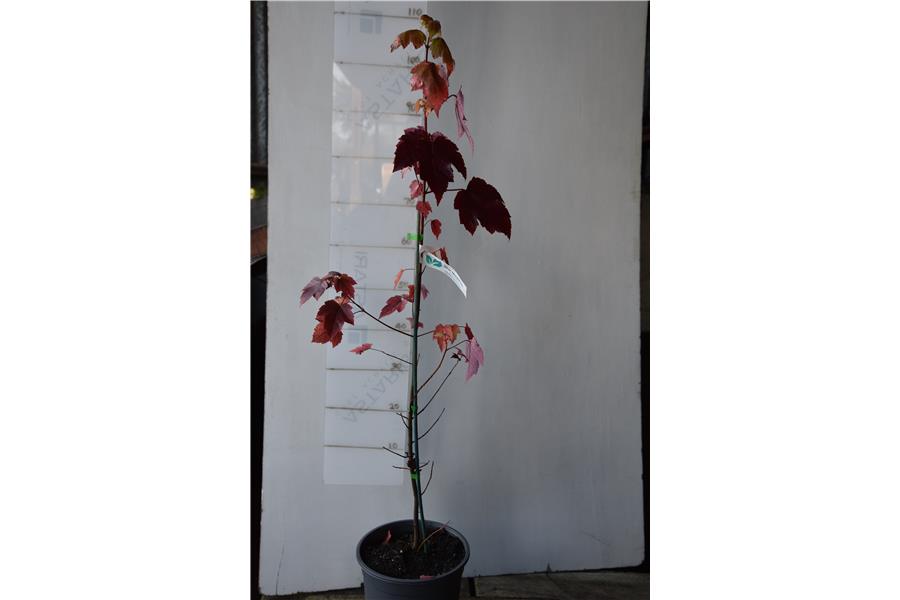 Red Maple