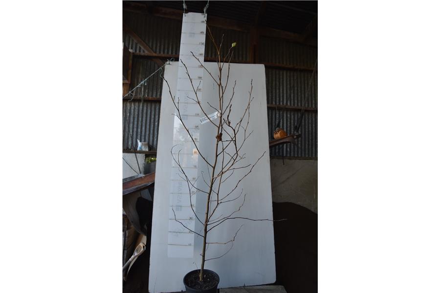 Black Alders
