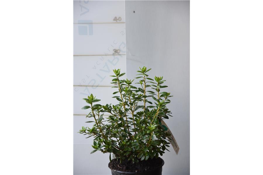 Evergreen Azalea