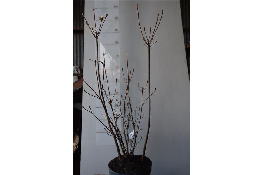 Azalea occidentale Delicatisssima