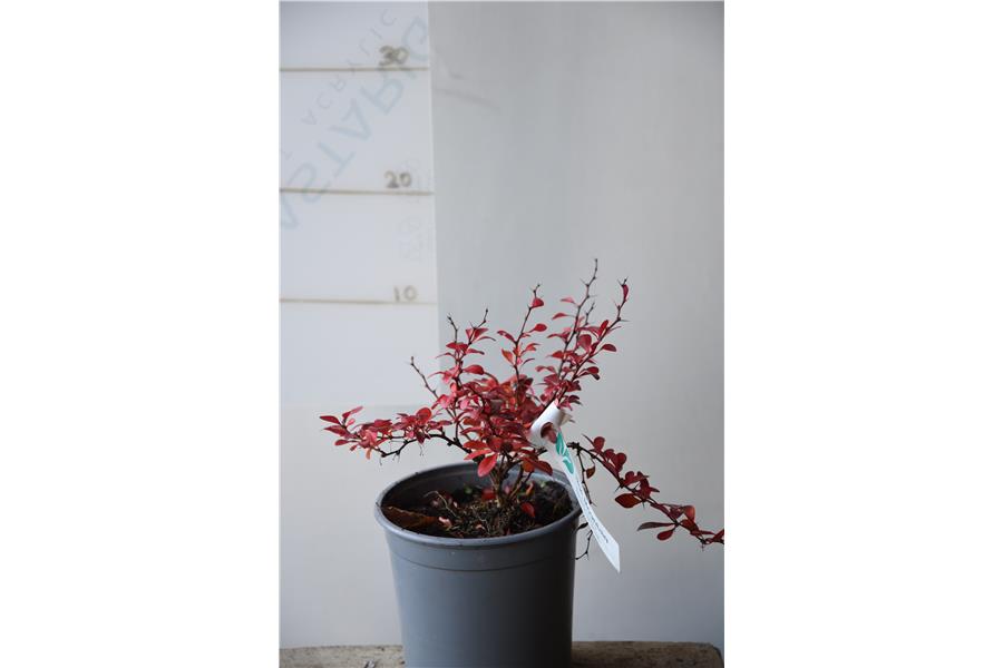 Purple Dwarf Barbary