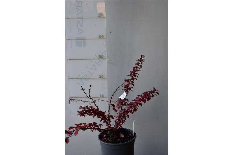 Berberis thunbergii Gold Ring