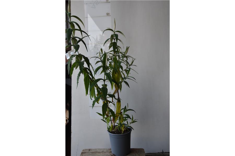 Butterfly Bush