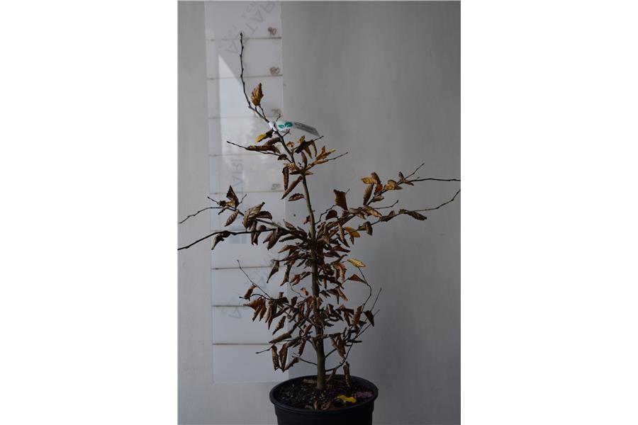 Common Hornbeam