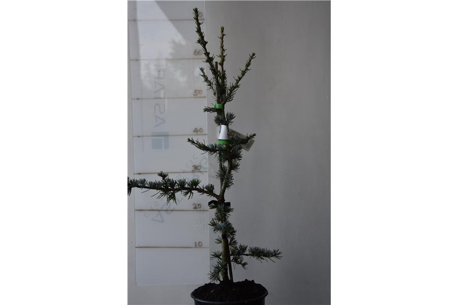 Blue Cedar