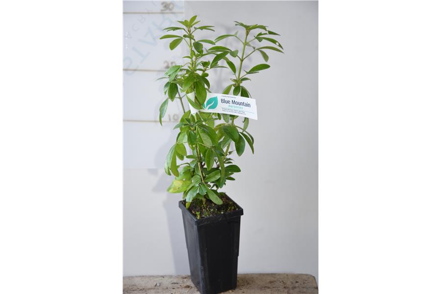 Mexican Orange Blossom