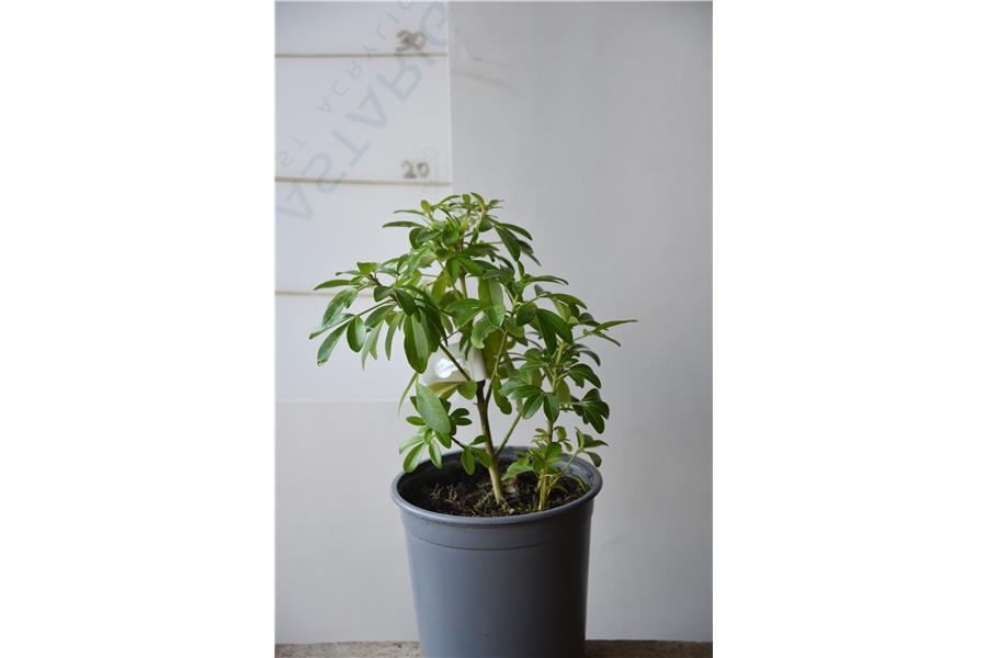 Mexican Orange Blossom