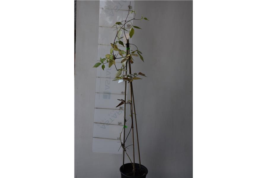 Clematis
