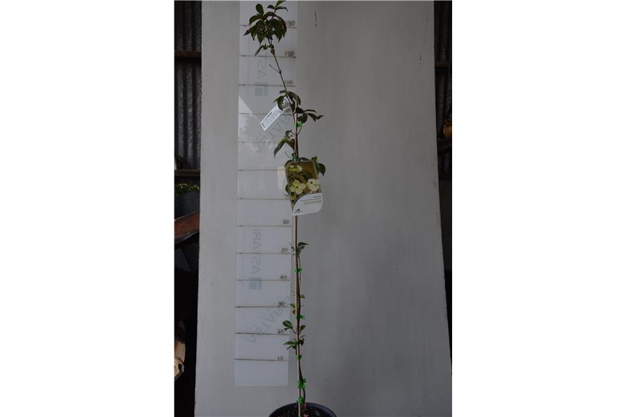 C. capitata x C. kousa chinensis