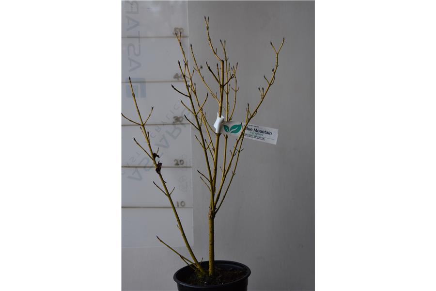 Yellow Stemmed Dogwood