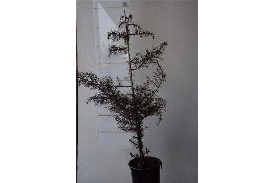 Japanese Cedar