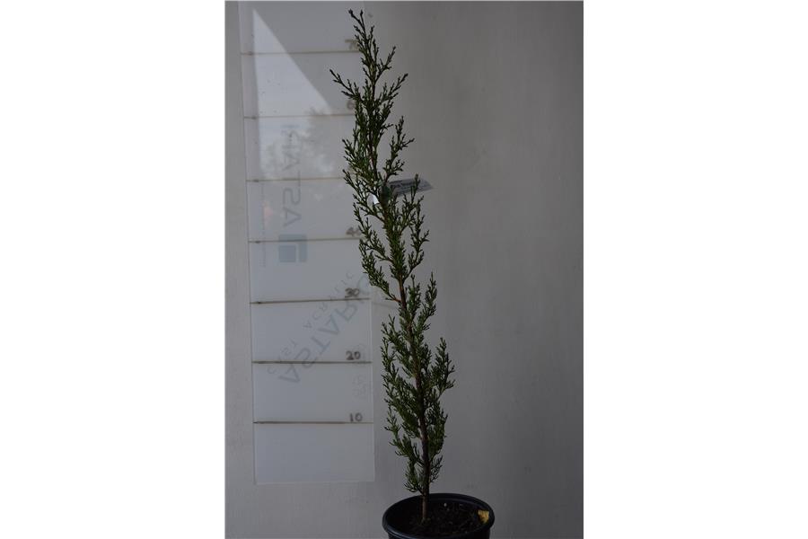 Italian Cypress