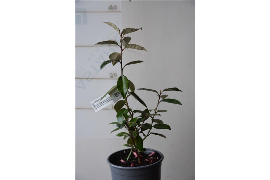 Elaeagnus x ebbingei