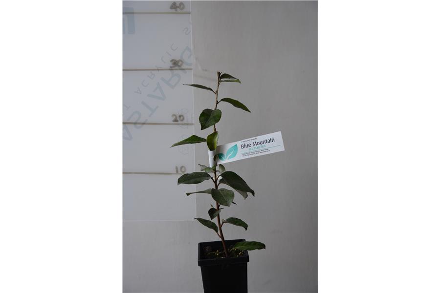 Elaeagnus x ebbingei