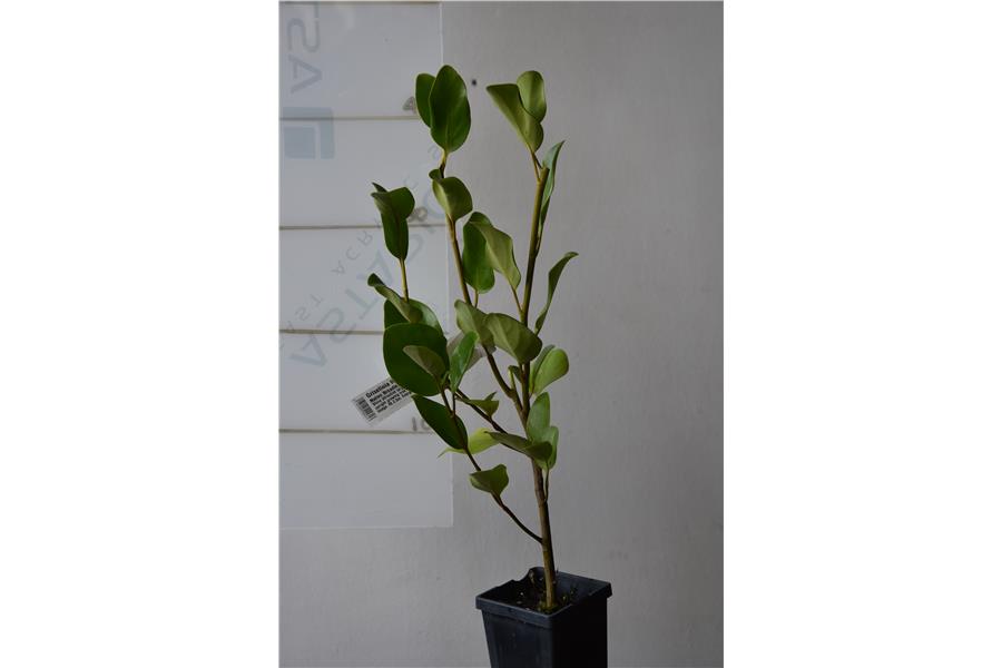 Native Broadleaf