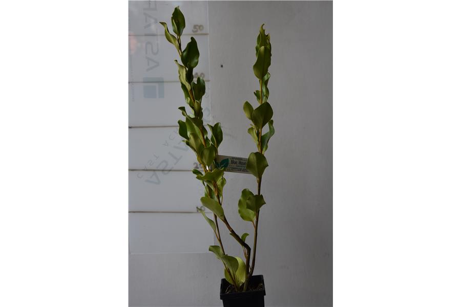 Griselinia Broadway Mint