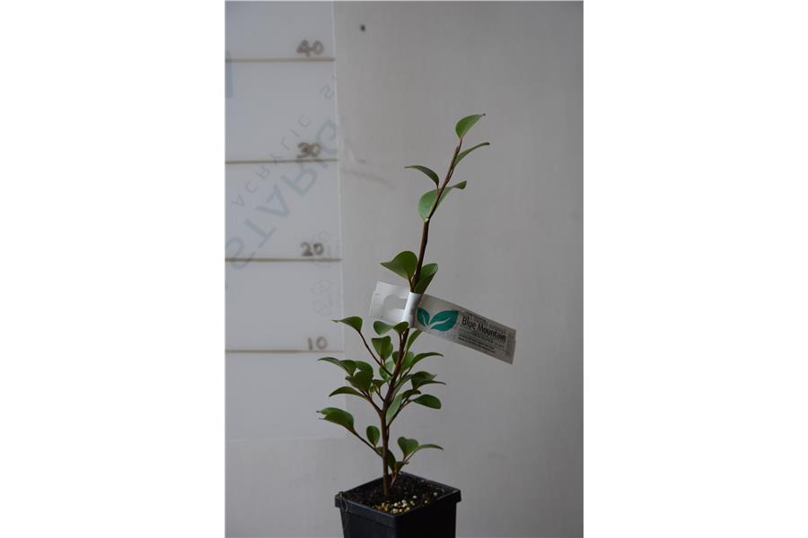 Native Broadleaf