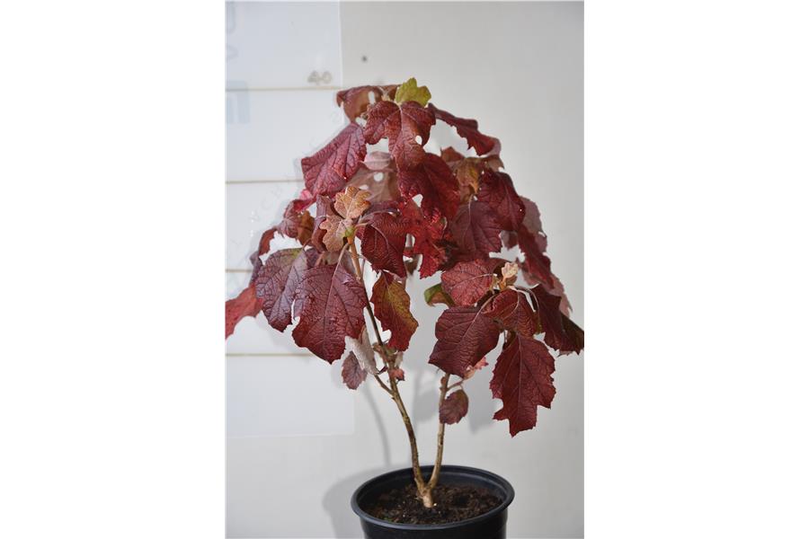 Oak leaved Hydrangea