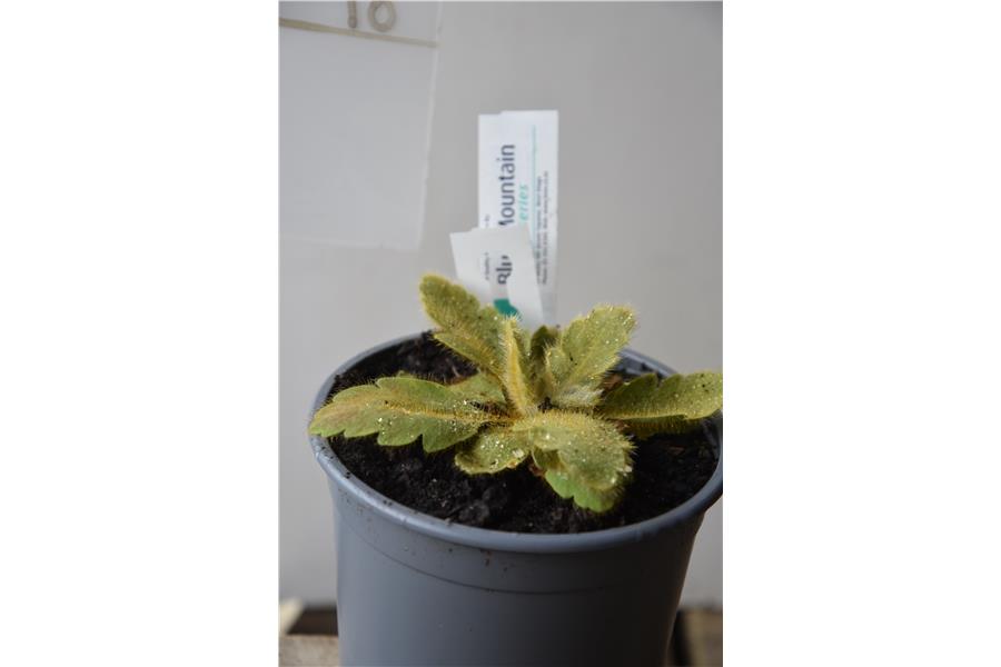 Meconopsis paniculata