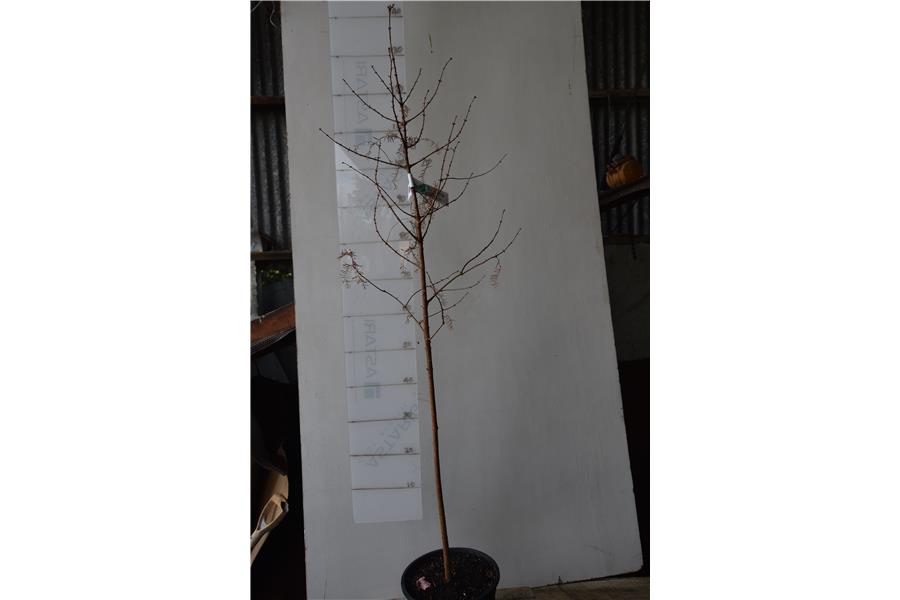 Dawn Redwood