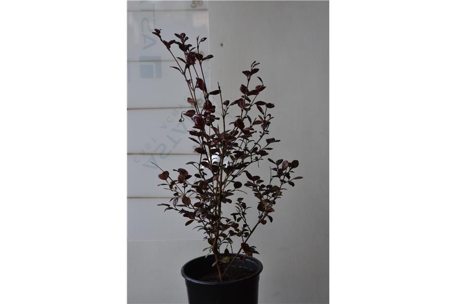 (Lophomyrtus)