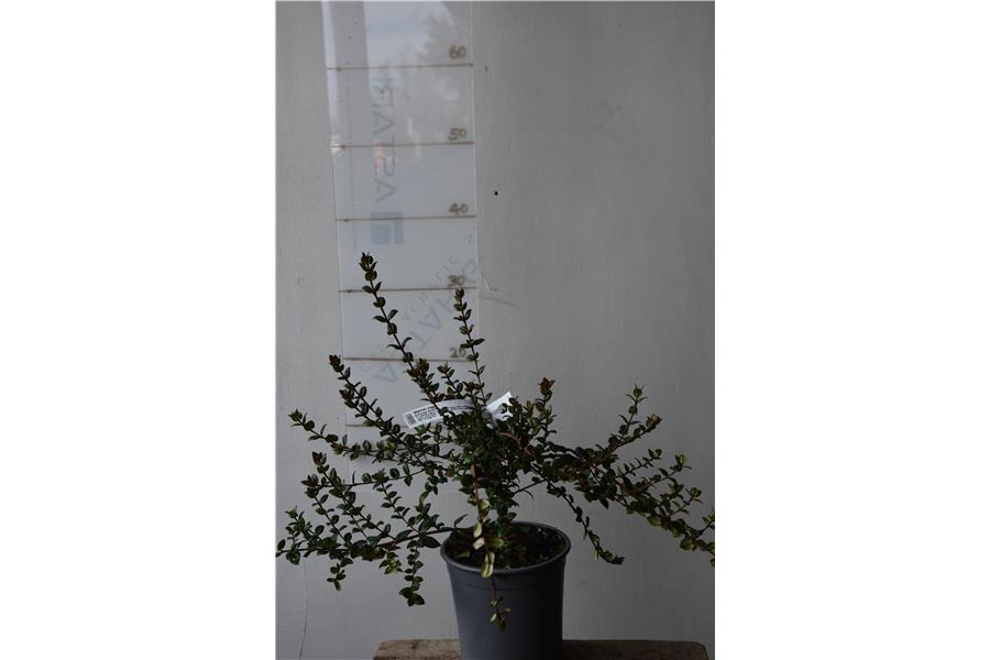 Chilean Guava