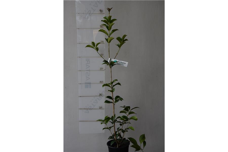 Osmanthus x fortunei