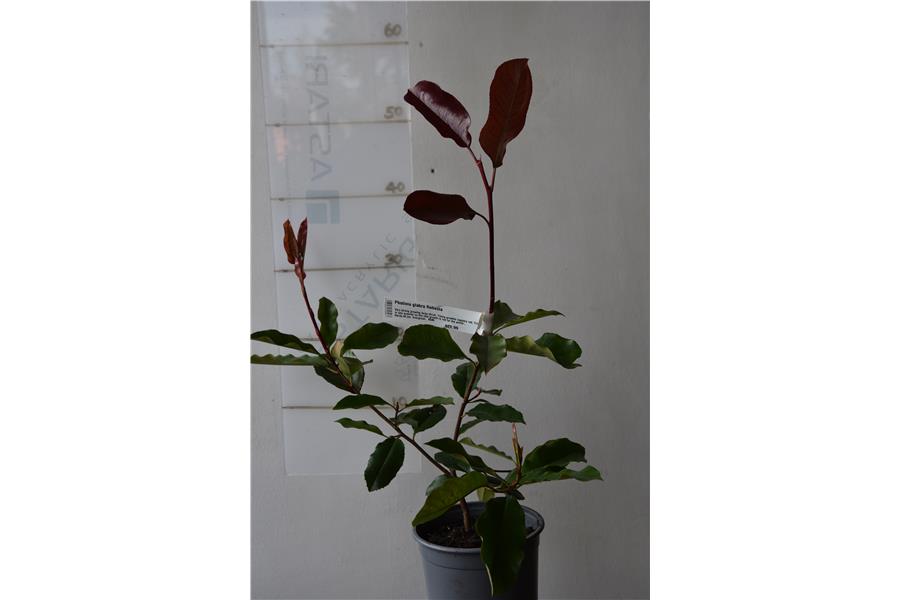 Photinia glabra Robusta