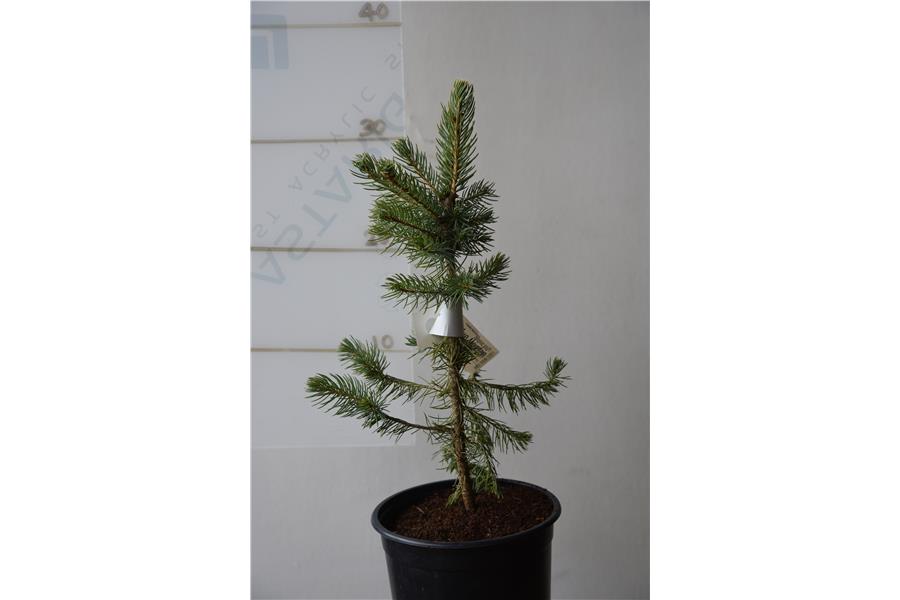 Colorado Spruce