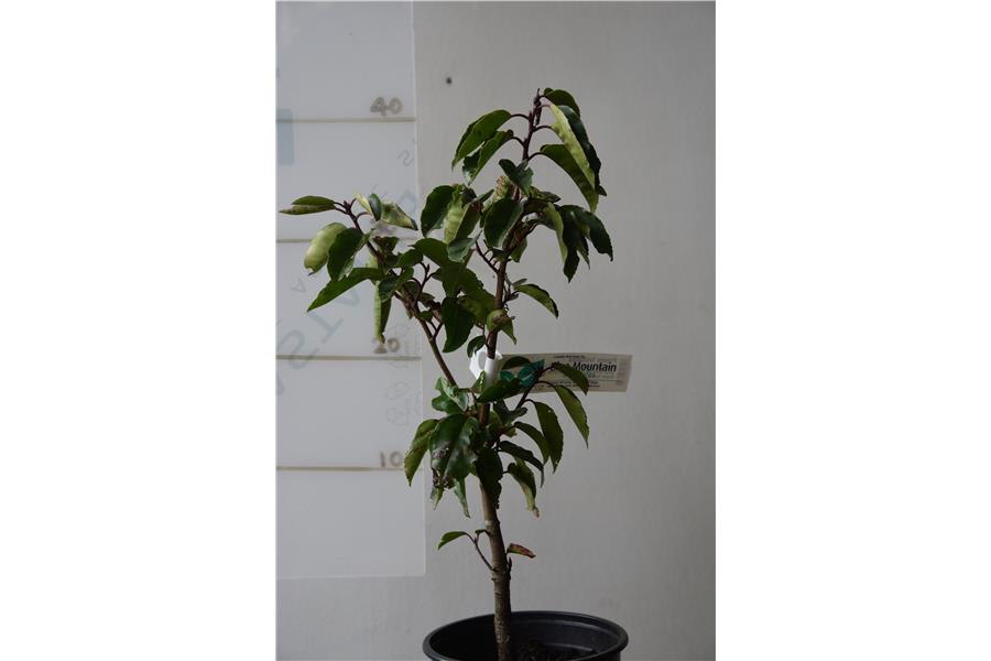 Portugal Laurel