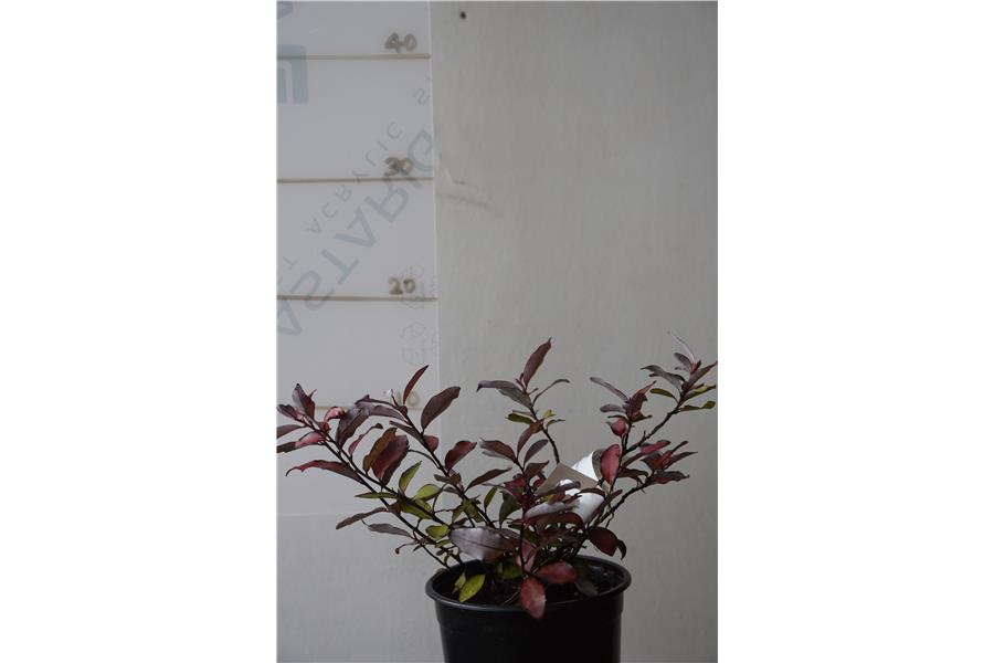 Pepper Tree