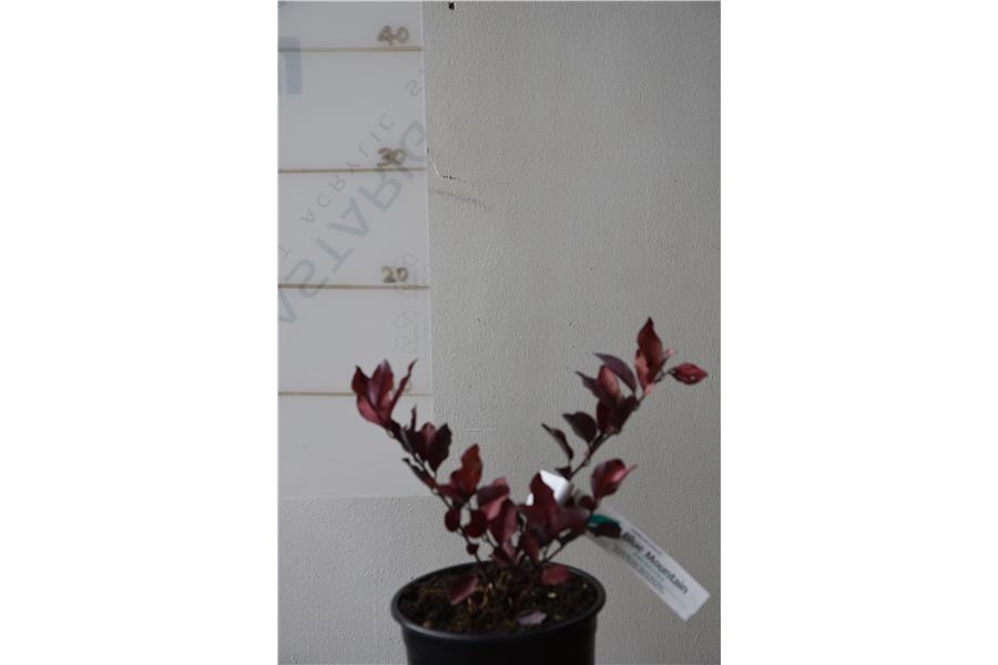 Pepper Tree