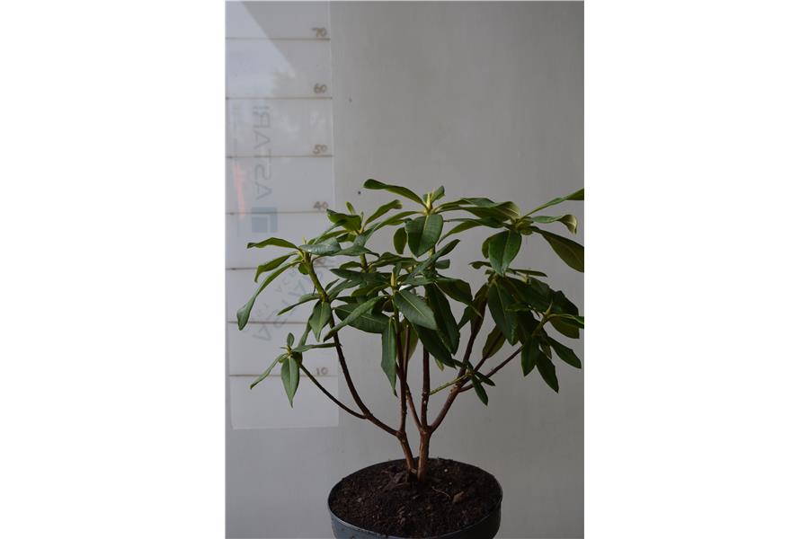 (Loder's White x Fabia)