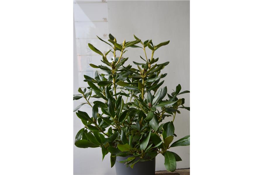 (caucasicum x ponticum)