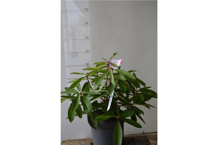 Rhodo Elegans