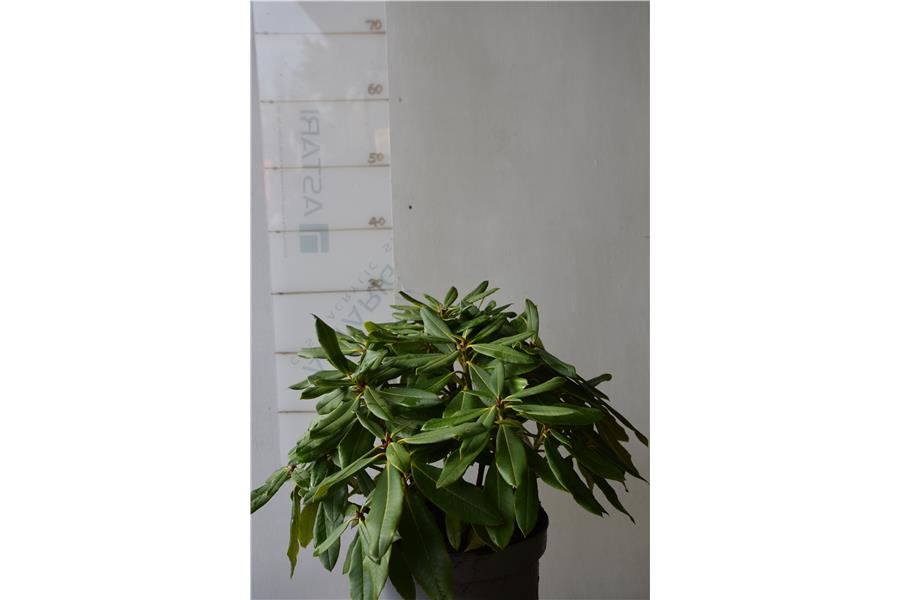 Mrs Lammot Copland x Mary Dream