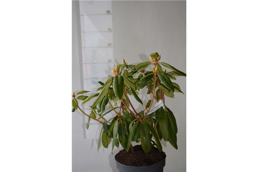 Rhodo Lems Burgundy