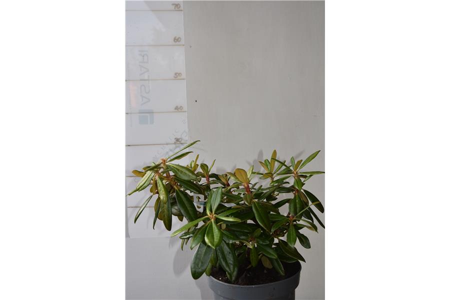Rhodo Little Angel