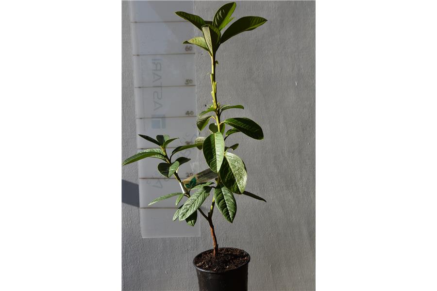 (R. LINDLEYI X R. NUTTALLII)