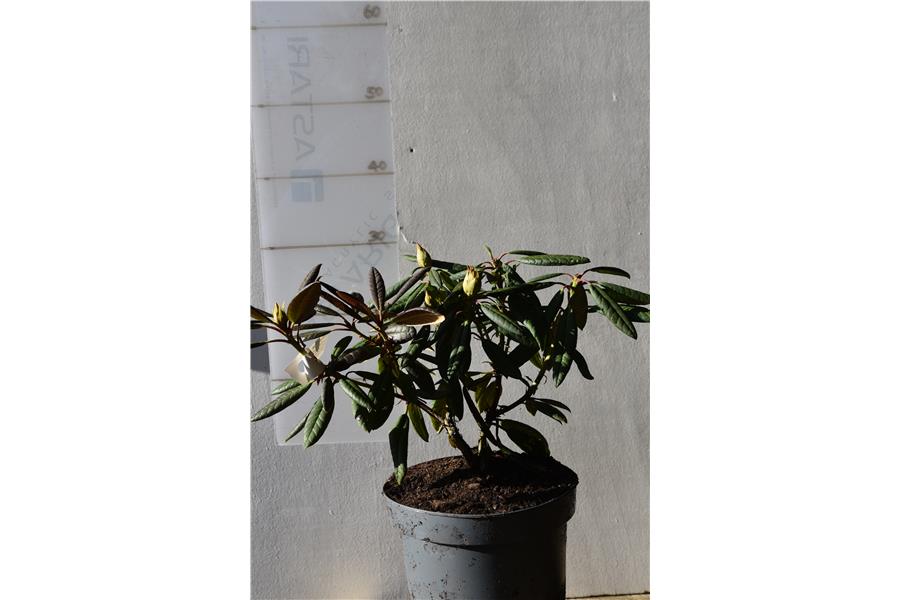 (forrestii Repens x griersonianum)