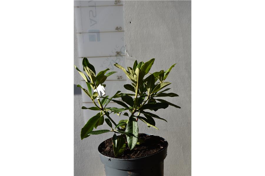 Parsons Grandiflorum x Mars