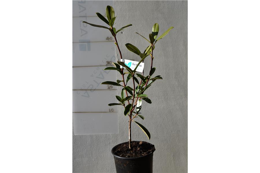 Rhodo Scented Rebel
