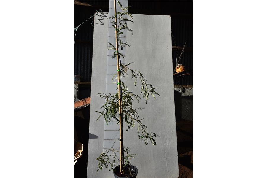 Weeping Kowhai