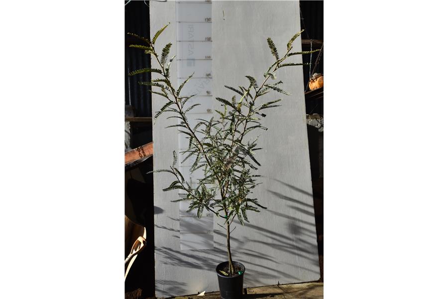 Silver Kowhai