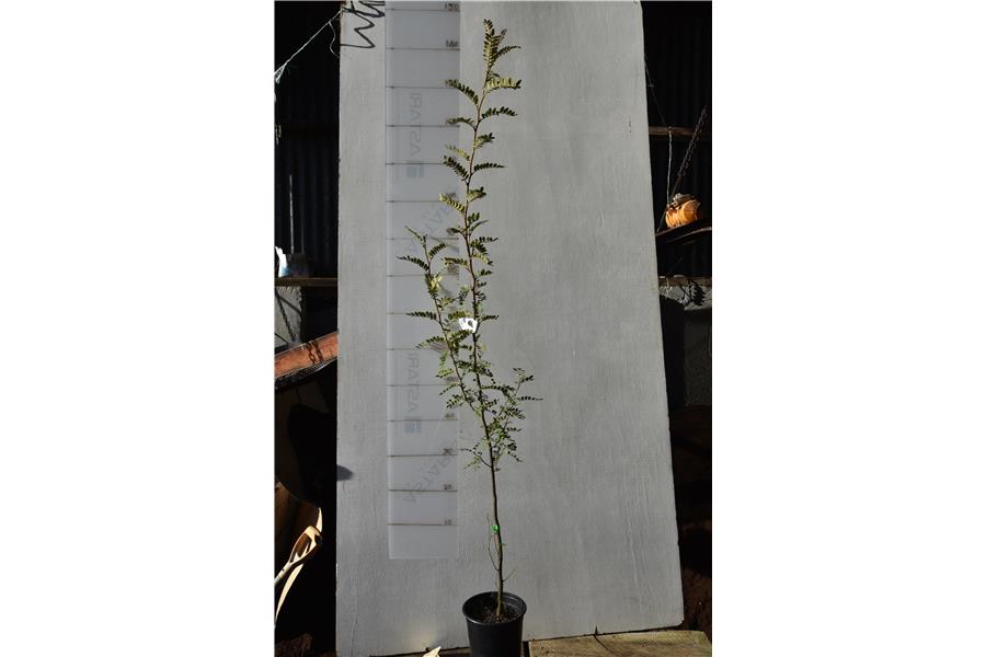 Column Kowhai