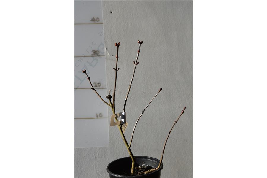 Syringa Andenken an Ludwig Spath